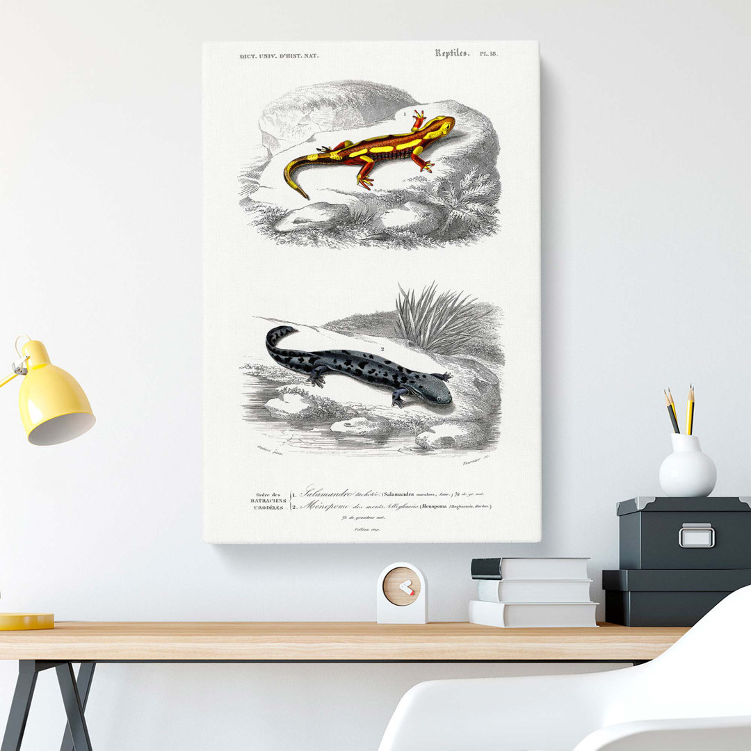 Salamander Illustrations PL. 18 by Charles D Orbigny - Wrapped Canvas