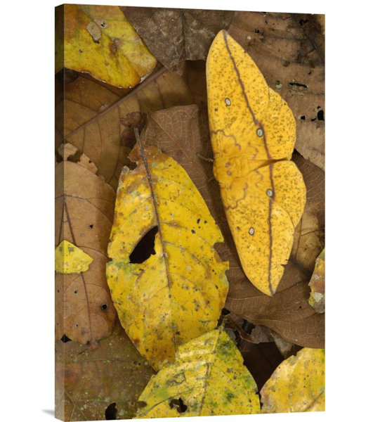 Bless international 'Imperial Moth Camouflaged in Leaf Litter in ...