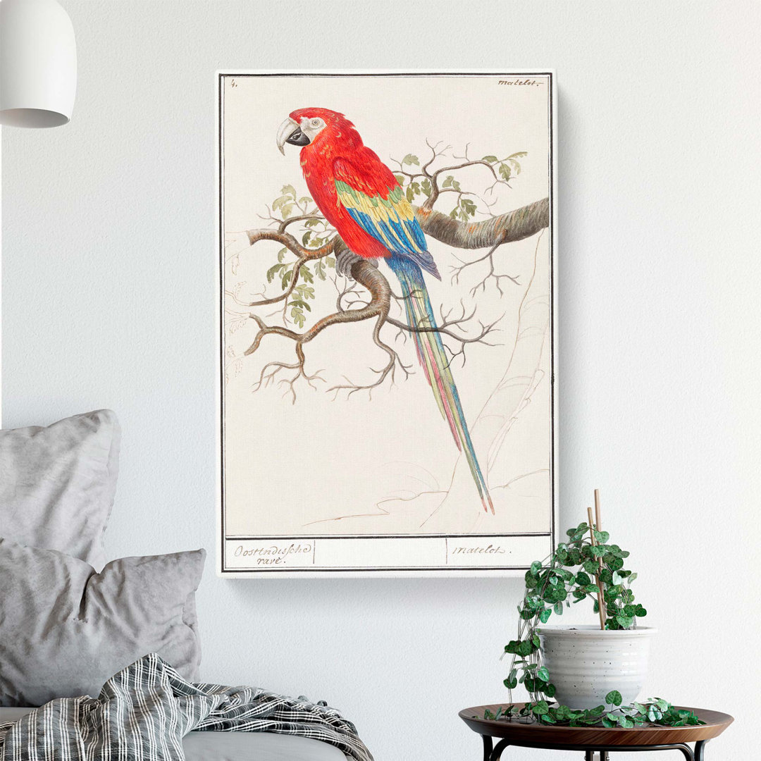 Macaw Parrot by A.B. de Boodt - Wrapped Canvas