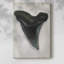 Aquarelle Sharks Tooth I -Gallery Wraraped Cavas-145923903