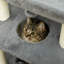 Northborough 76cm H Cat Tree-793650218