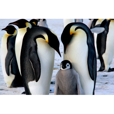 «Emperor Penguins» par Bernardbreton - Photographie sur toile tendue