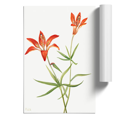 Lily by Mary Vaux Walcott - Frameless Print