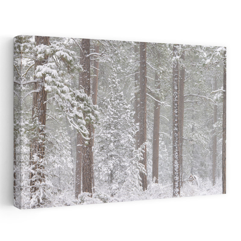 Neige recouverte de pin ponderosa dans une forêt, art indien contemporain, forêt, Ford, Oregon, États-Unis, H 24 po x l 36 po