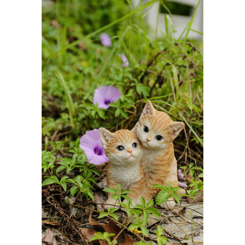 Chatons étreignant, Orange