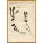 Herbarium Giclee Print by Soicher Marin Archives