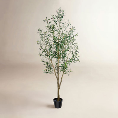 Olive Tree