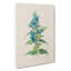 Blue Willow Gentian Flower Illustration - Wrapped Canvas Painting-55304383