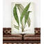 «Botanical Plate XXI», impression sur toile tendue-22188558
