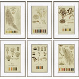 Lichen Studies, John Peter Westring, 1808 Giclee Print by Paul Cezanne