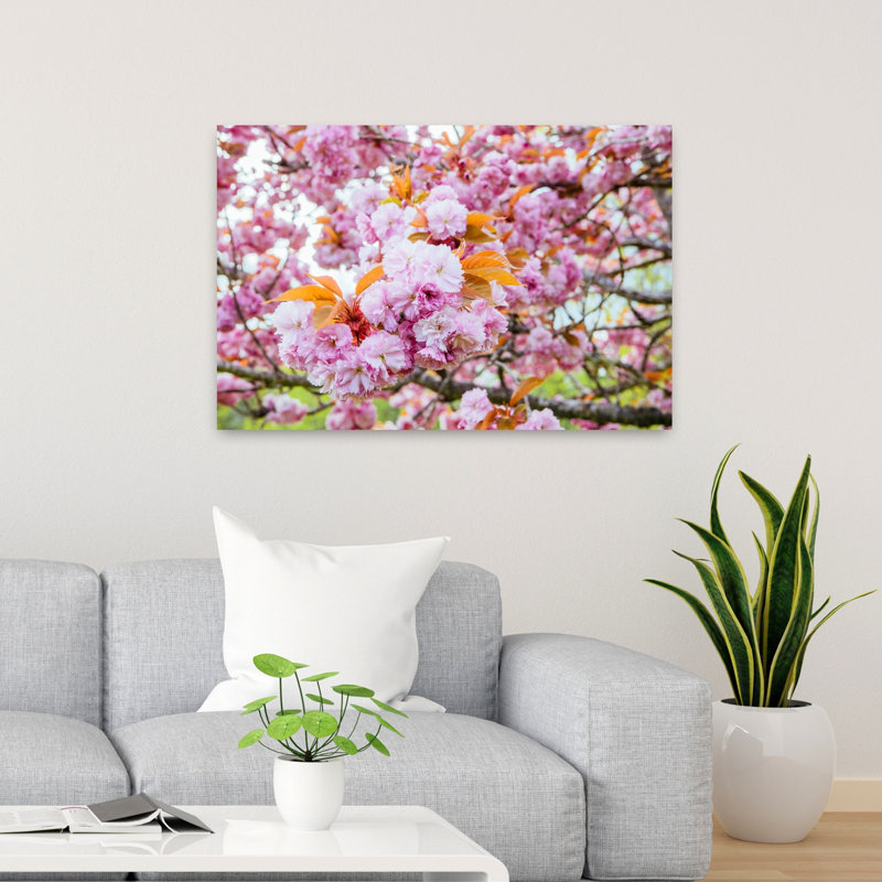 Fleurs de cerisier Kwanzan, H 24 po x l 36 po