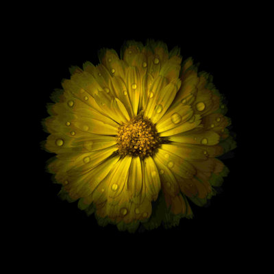 «Yellow Daisy Mum» - peinture sur toile tendue