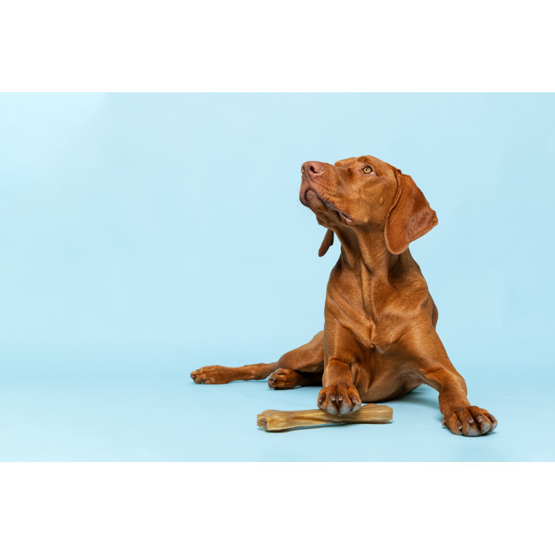 Cute Hungarian Vizsla Puppy With Rawhide Chew Bone Studio Portrait Over Background. Beautiful Dog Holding A Chew Toy Bone With His Paw While Looking Up. by AndreaObzerova - Wrapped Canvas Print