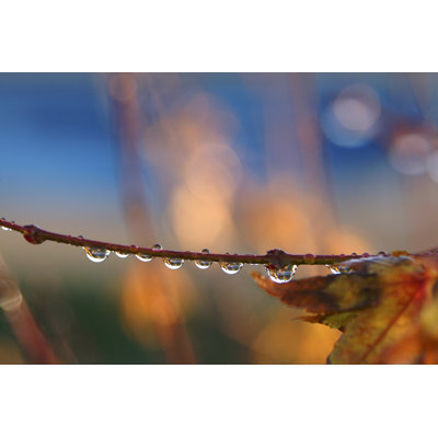 «Morning Rain Drops» par Trigga
