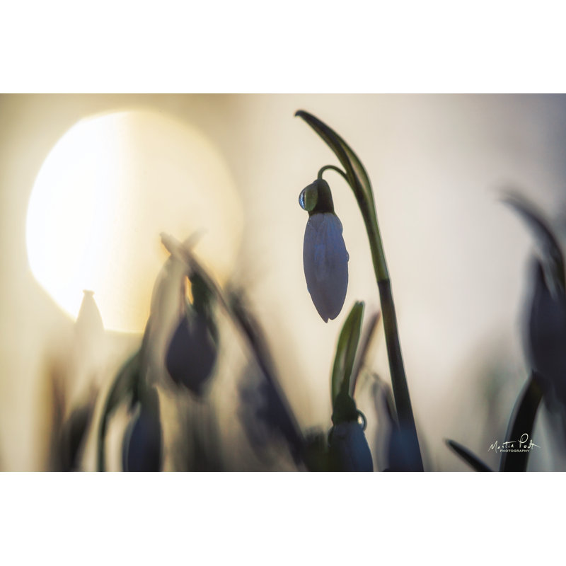 «Snowdrop» rétroéclairé par Martin Podt - impression, H 8 po x l 12 po, Toile tendue