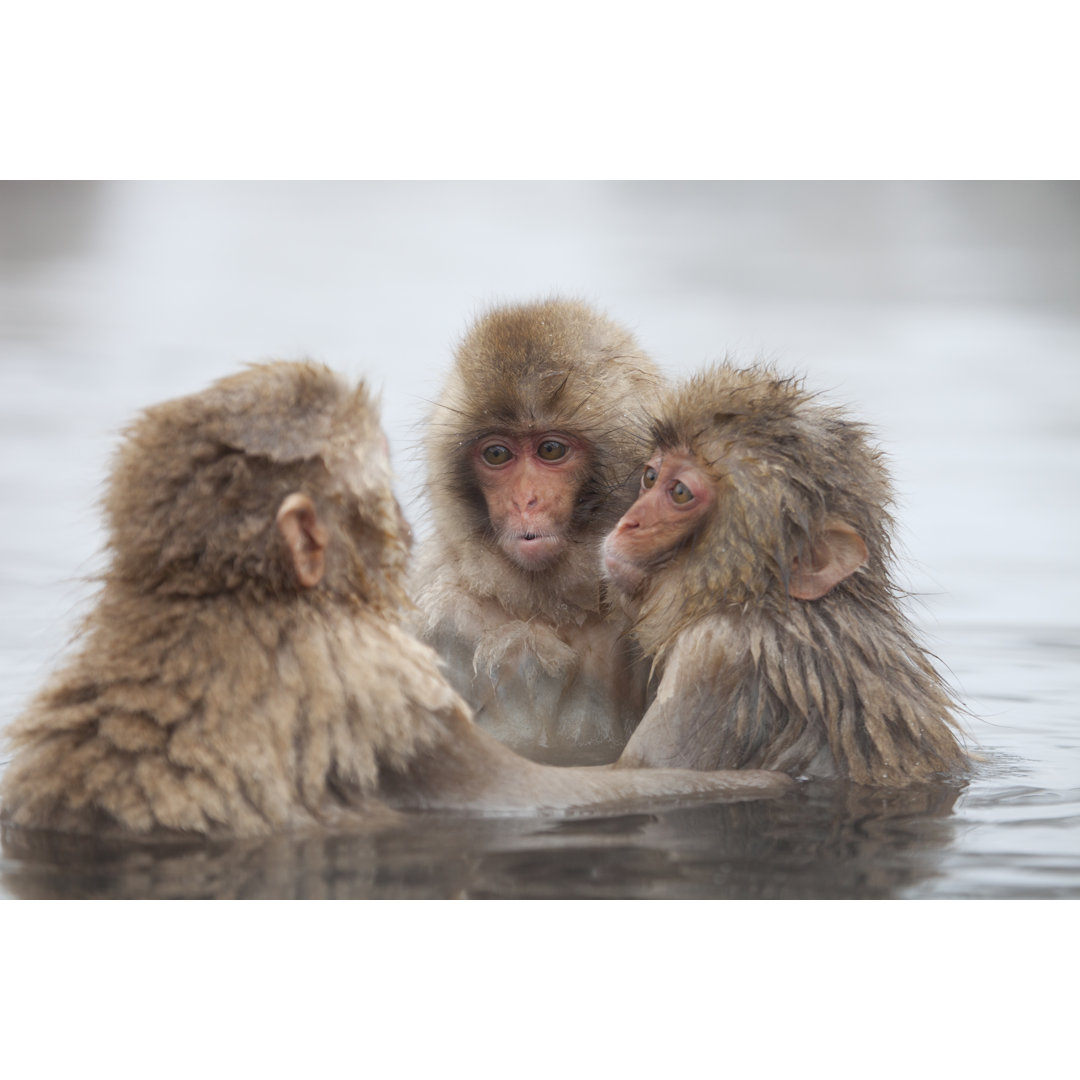 Snow Monkeys In Onsen von Manta - Kunstdrucke auf Leinwand