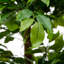 Faux arbre en forme créative en pot Amee H 61 "