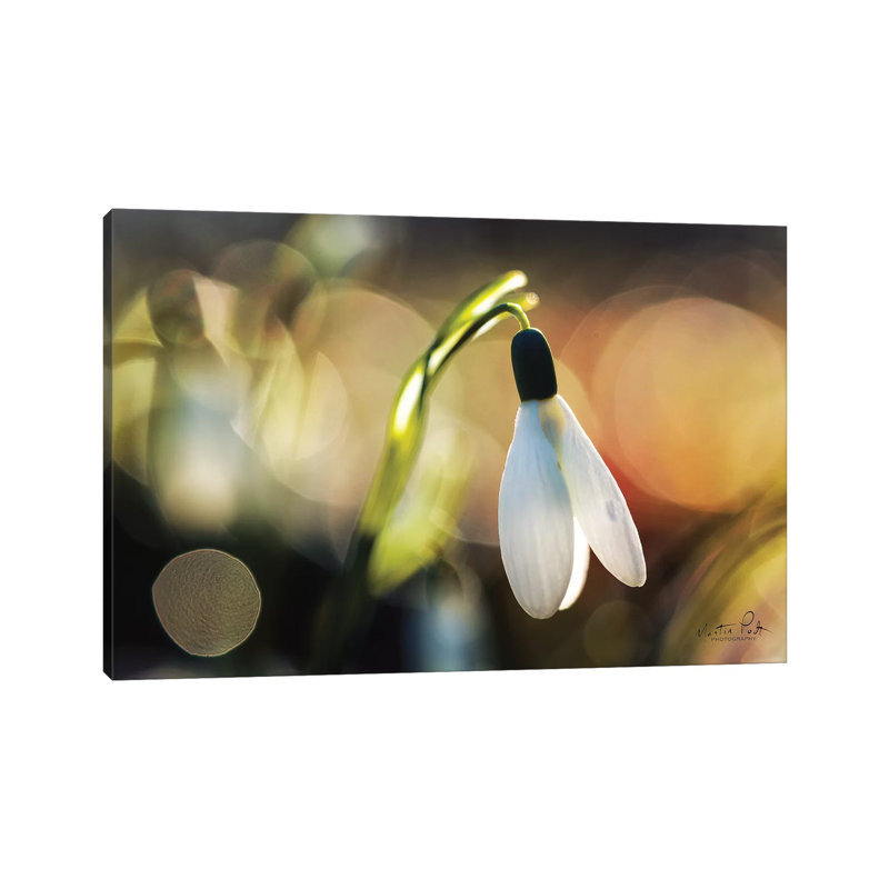Snowdrops III 1 Piece Wrapped Canvas Wall Art, 101.6 cm H x 66.04 cm W x 3.175 cm D