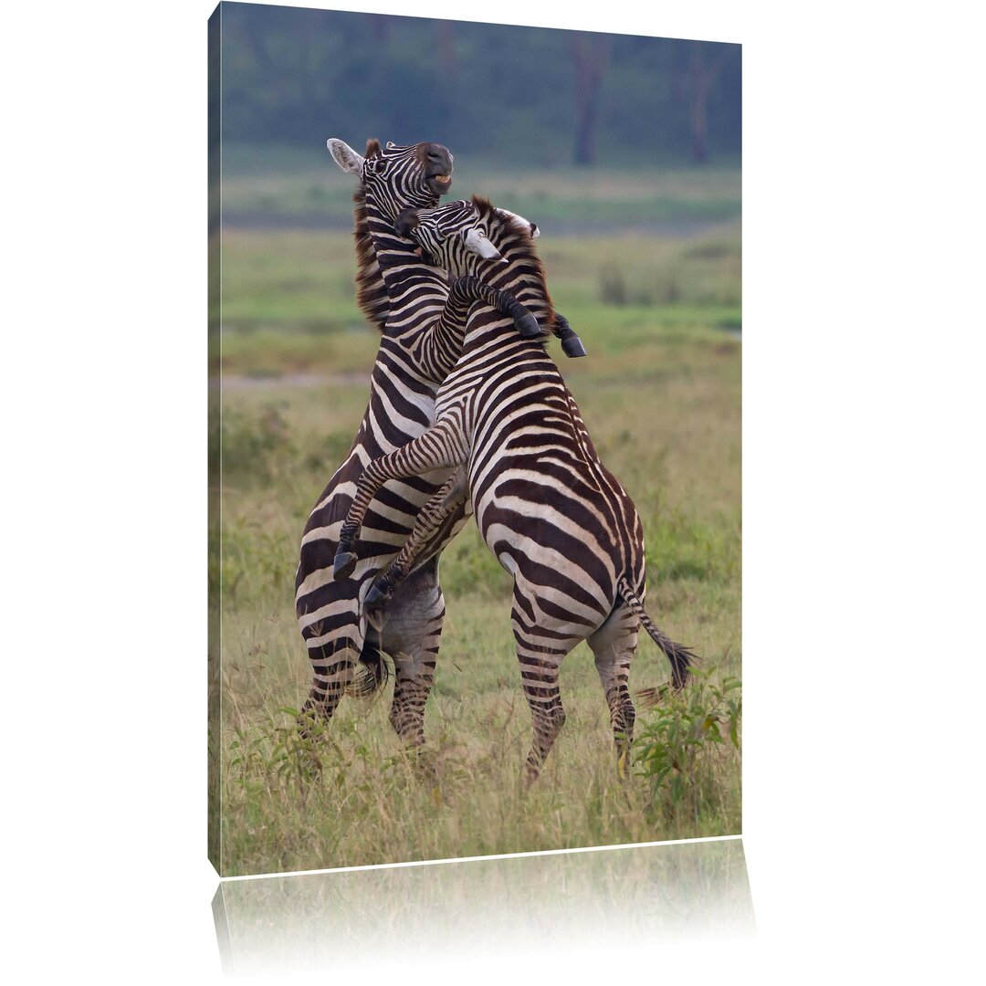 Leinwandbild Kämpfende Zebras