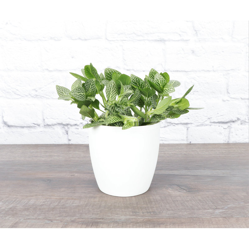 Live White Fittonia Nerve Plant in Classic Pot, White
