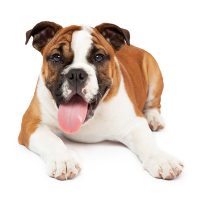 English Bulldog Relaxing - Wrapped Canvas Print