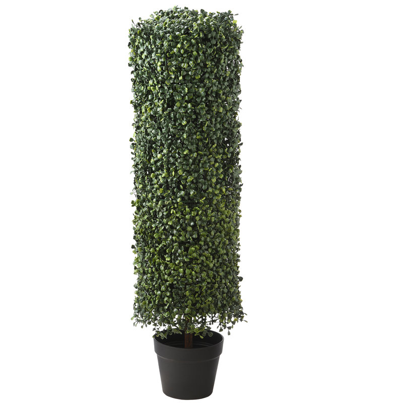 Topiaire en colonne 36 "buis