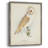 Barn Owl Framed Print - Solid Wood