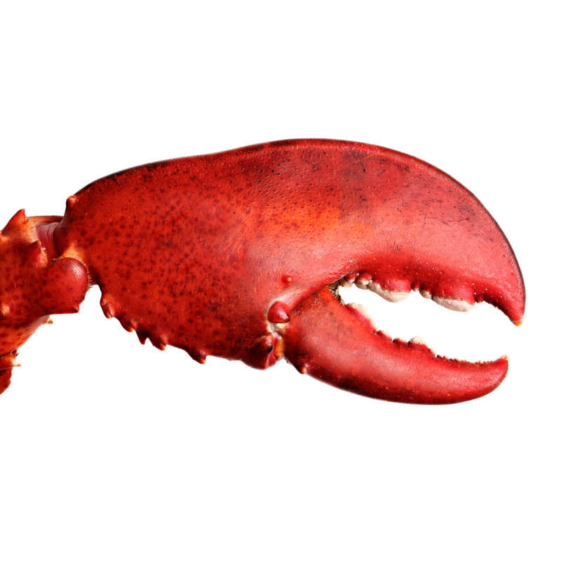 Crusher Claw by Mikdam - Wrapped Canvas Print, 51cm H x 76cm W