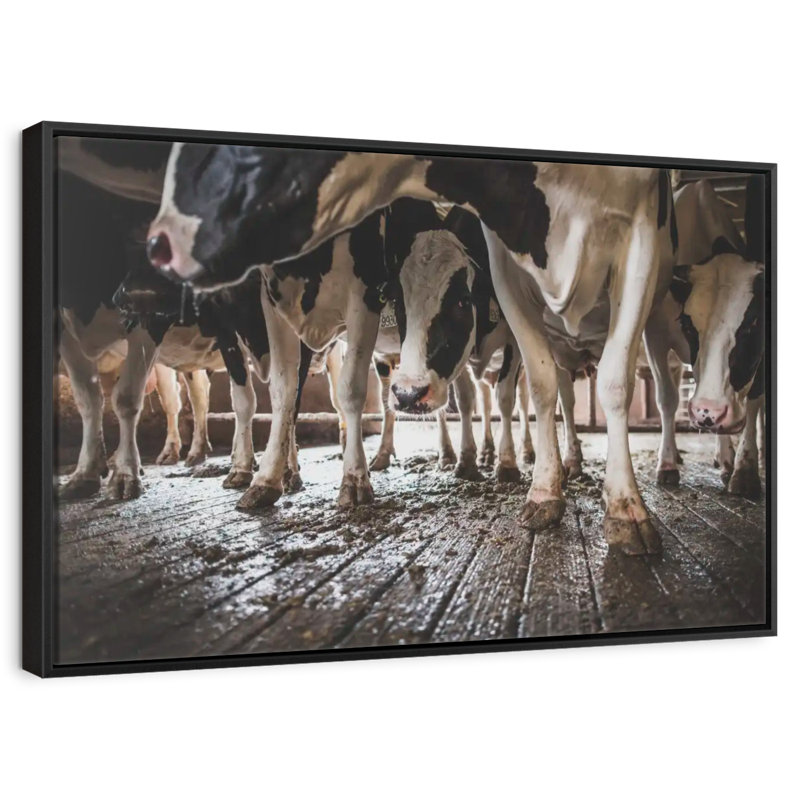 Sabots de vache en noir et blanc, Cadre flottant noir, 40 po x 27 po