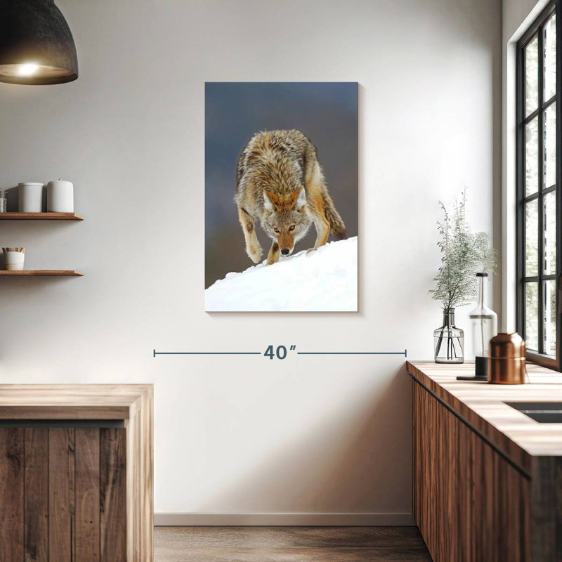 Coyote des neiges, H 36 po x l 24 po