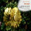 Piquet de jardin 85 "H Selasi-1347362786