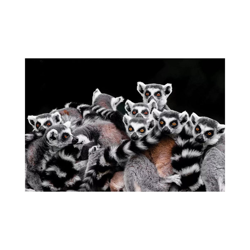 Lemurs by Goran Anastasovski - Wrapped Canvas Print, 66.04 cm H x 45.72 cm W x 3.175 cm D