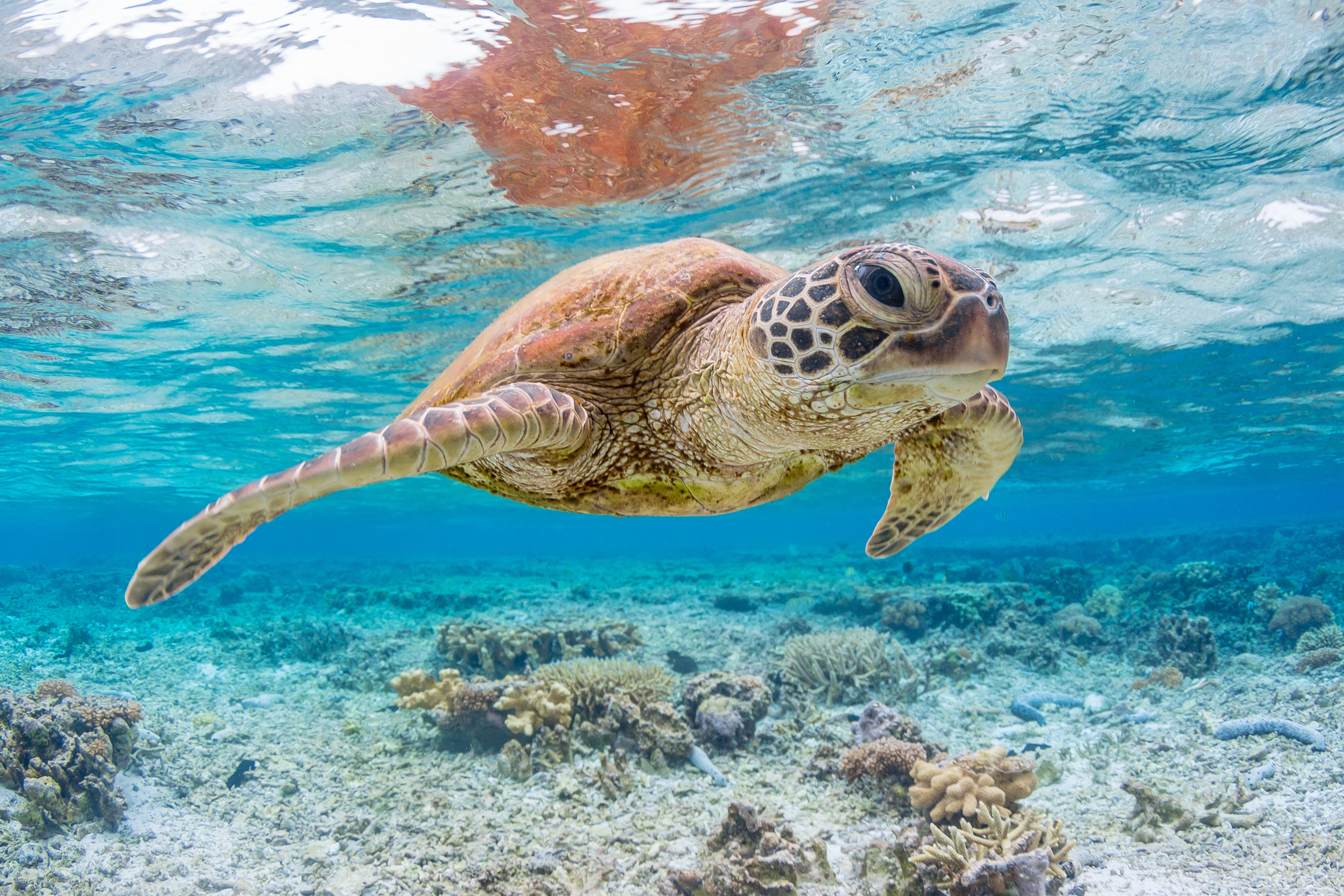 Swimming Red Sea Turtle Shower Curtain - Animal Decor