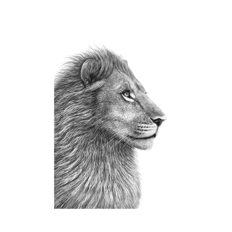 Lion by Valeriya Korenkova - Wrapped Canvas Painting, 101.6cm H x 66.04cm W x 1.905cm D