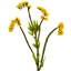 Arrangement floral Baby's Breath-32554459