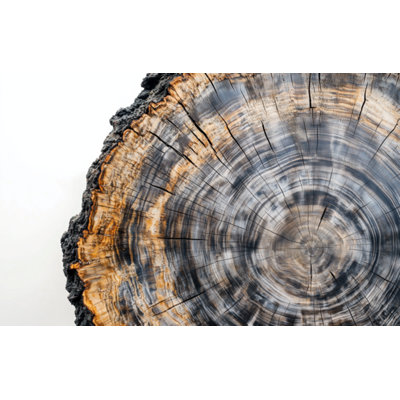 Natural Wood Slab Canvas Print