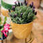 Viva Handmade Planter-1311484906