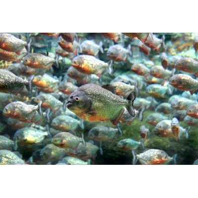 " Red Bellied Piranha Swimming Underwater "