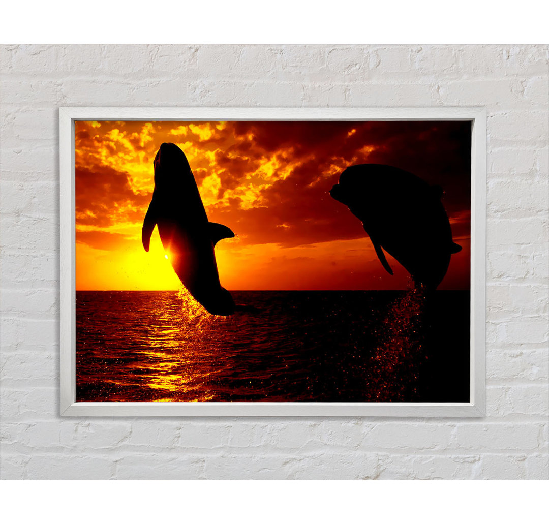 Dolphins Sunglow - Druck