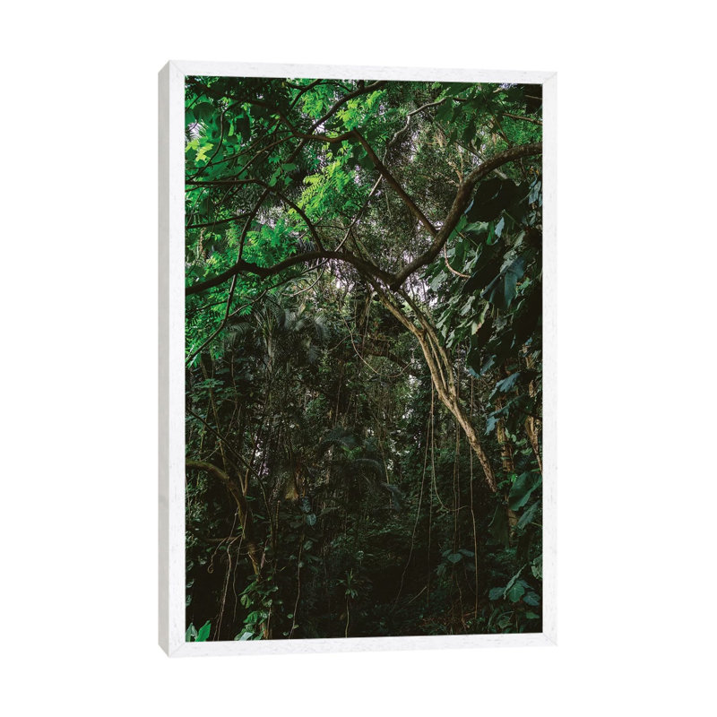 Hawaiian Forest by Bethany Young - Print on Canvas, White Framed, 66.04cm H x 45.72cm W x 3.81cm D