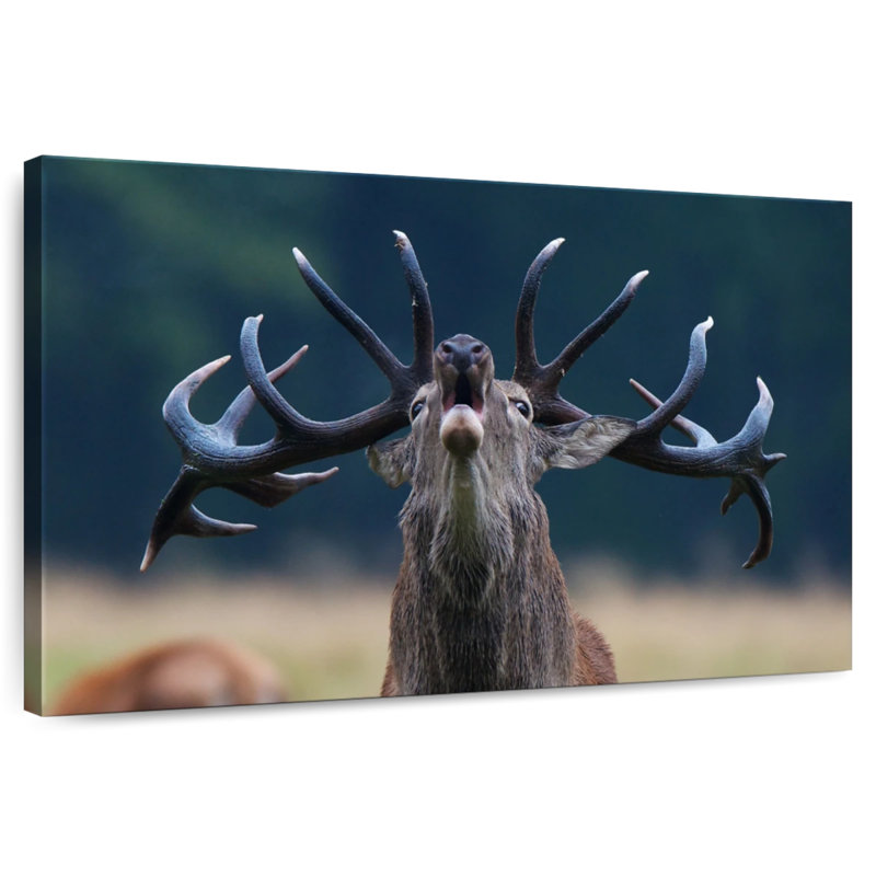 Bruit de cerf Brampt, H 30 po x l 45 po