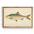 " Donovan Antique Fish II "-1932054243-1932054240