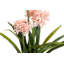 100cm Faux Flowering Plant in Pot