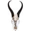 Colbee Springbok with Horns with Geode Mounted Bust