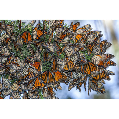 Monarch Butterflies on Branch by Gomezdavid