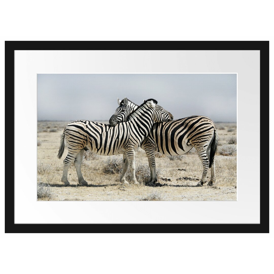 Gerahmtes Poster Cuddling Zebra