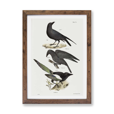 Raven, Crow & Magpie by J.E. De Kay - Framed Print