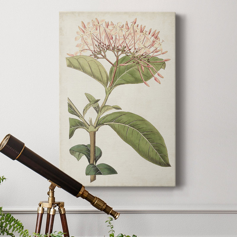 Antique Botanical Collection VI - reproduction, H 27 po x l 18 po x P 1 po