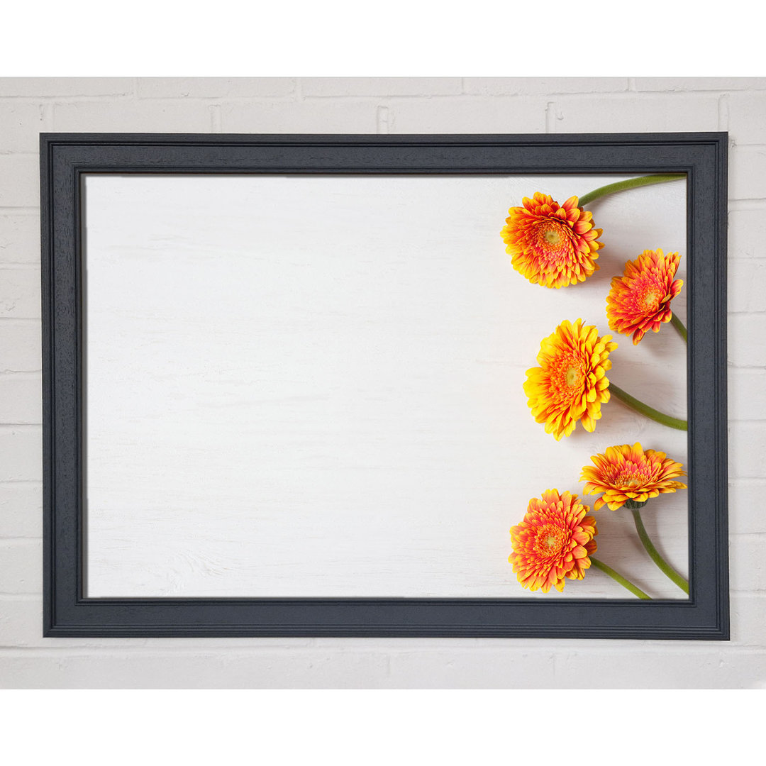 Orange Gerberas Laid Out - Einzelner Bilderrahmen Kunstdrucke