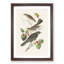 Selection of Birds by John Audubon - Framed Print-55613906-55613910